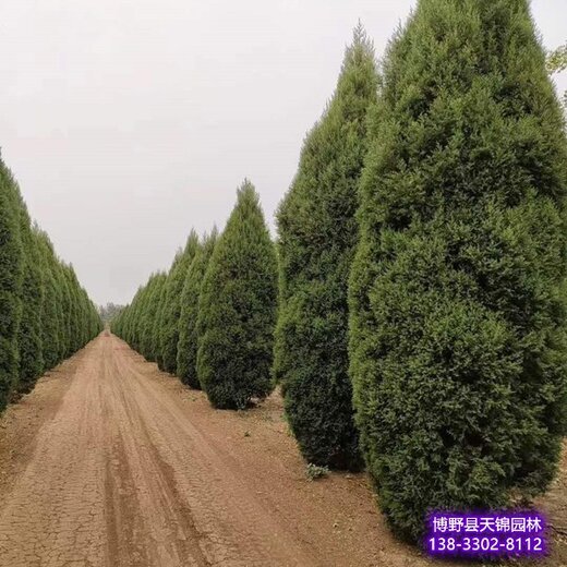 新河縣天錦園林檜柏刺柏球